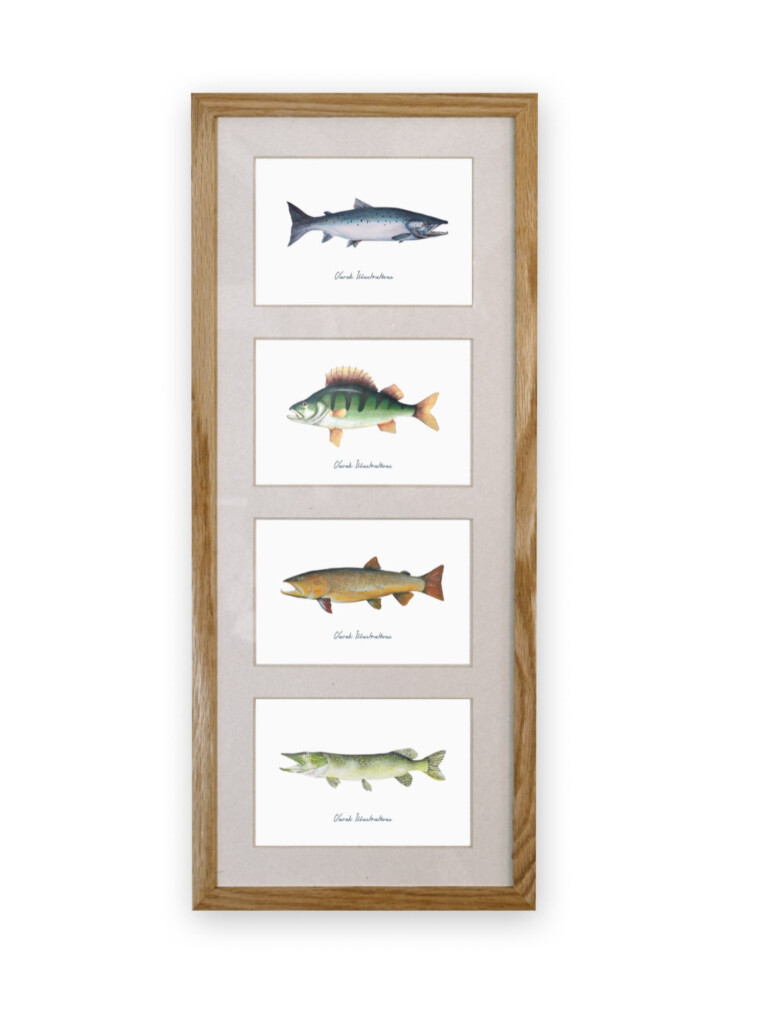 varek.illustrations - Quatuor 20x50 cm : Les Poissons d'eau douce