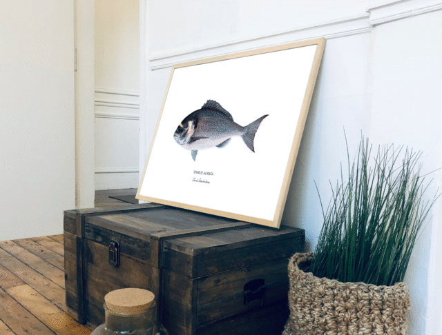 varek.illustrations - Affiche La Dorade Royale