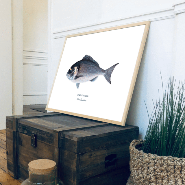 varek.illustrations - Affiche La Dorade Royale