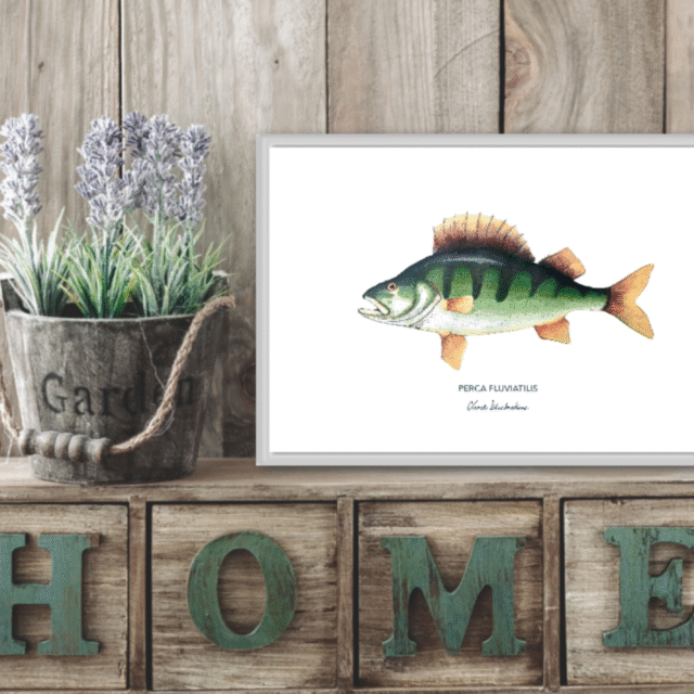 varek.illustrations - Affiche La Perche