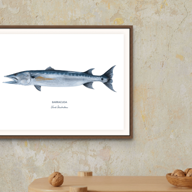 varek.illustrations - Affiche Le Barracuda