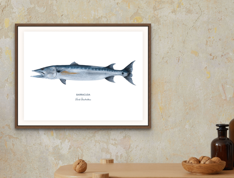 varek.illustrations - Affiche Le Barracuda