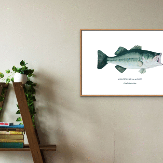 varek.illustrations - Affiche Le Black Bass
