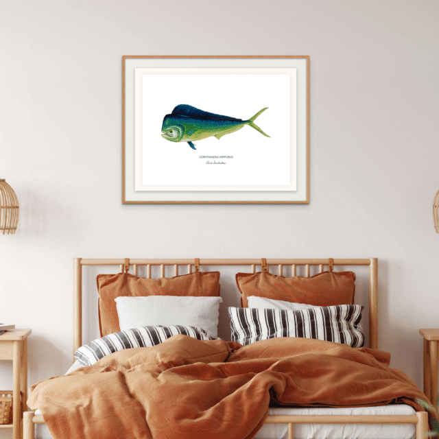 varek.illustrations - Affiche Le Mahi Mahi