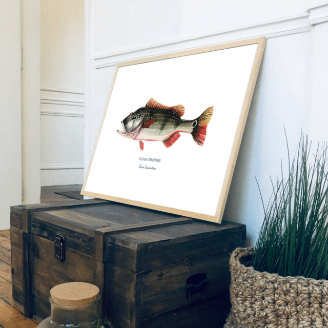 varek.illustrations - Affiche Le Peacock Bass