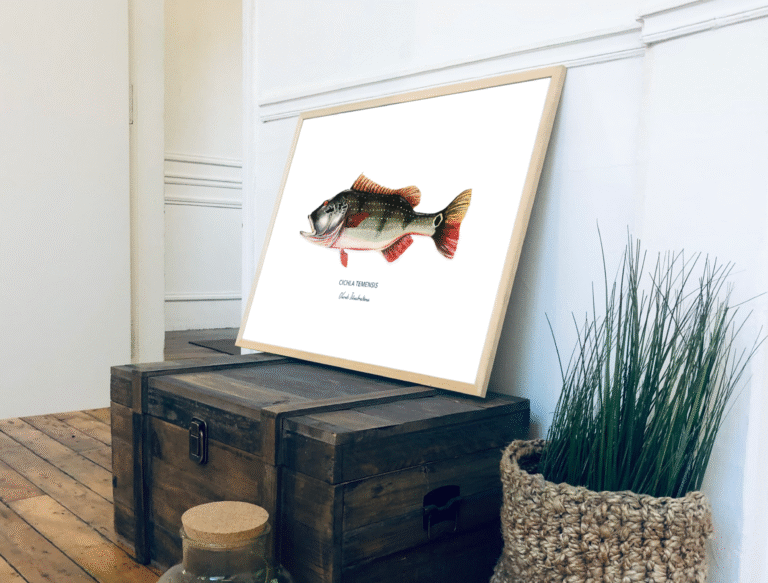 varek.illustrations - Affiche Le Peacock Bass