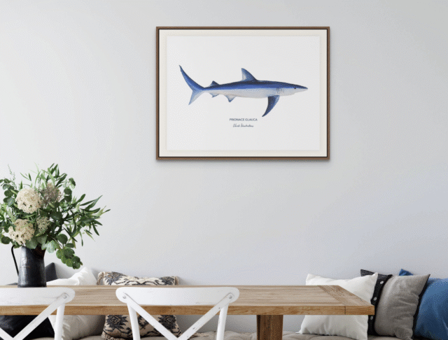 varek.illustrations - Affiche Le Requin Peau Bleue