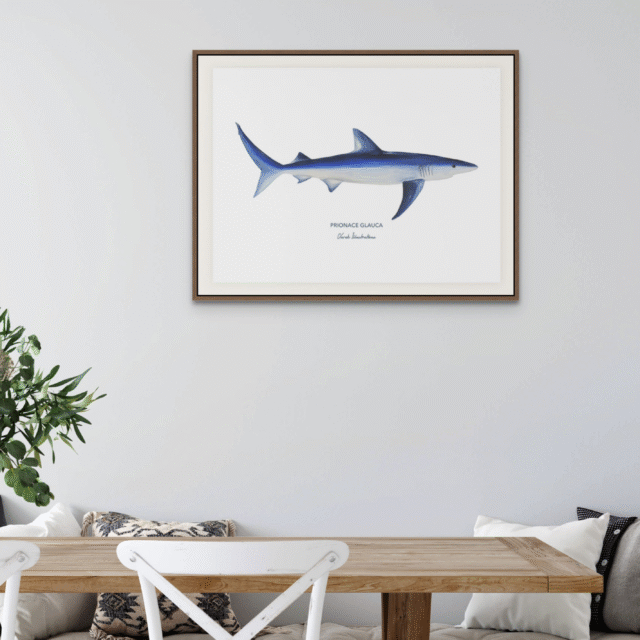 varek.illustrations - Affiche Le Requin Peau Bleue
