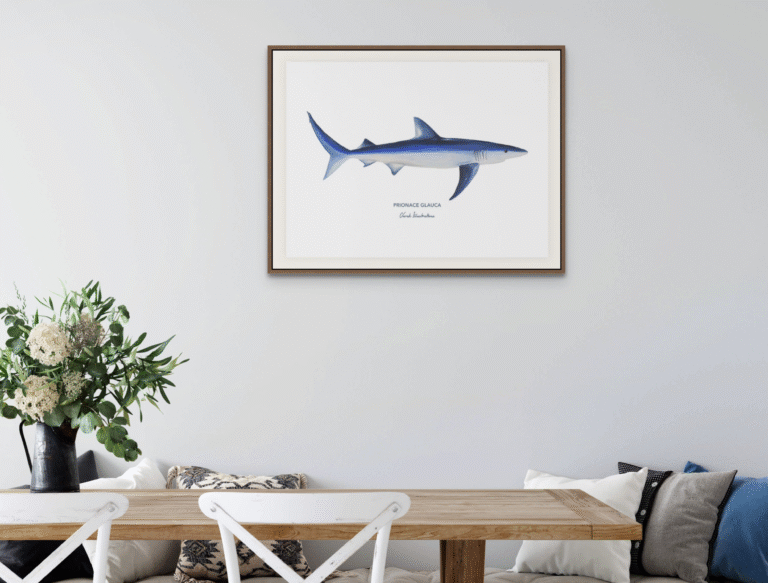 varek.illustrations - Affiche Le Requin Peau Bleue