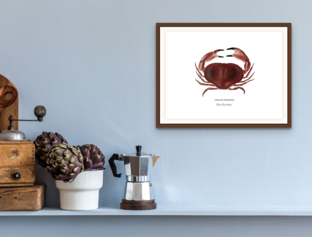 varek.illustrations - Affiche Le Tourteau