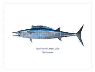 Varek Illustrations - Affiche Le Wahoo