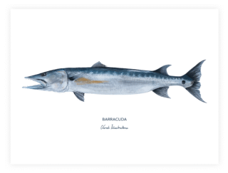 Varek Illustrations - Affiche Le Barracuda