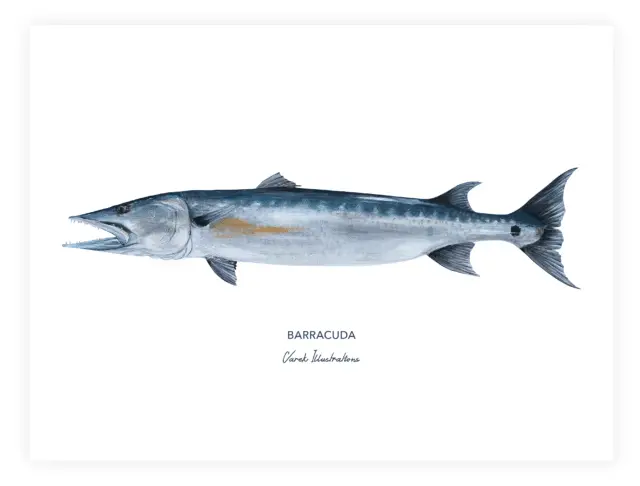 Varek Illustrations - Affiche Le Barracuda