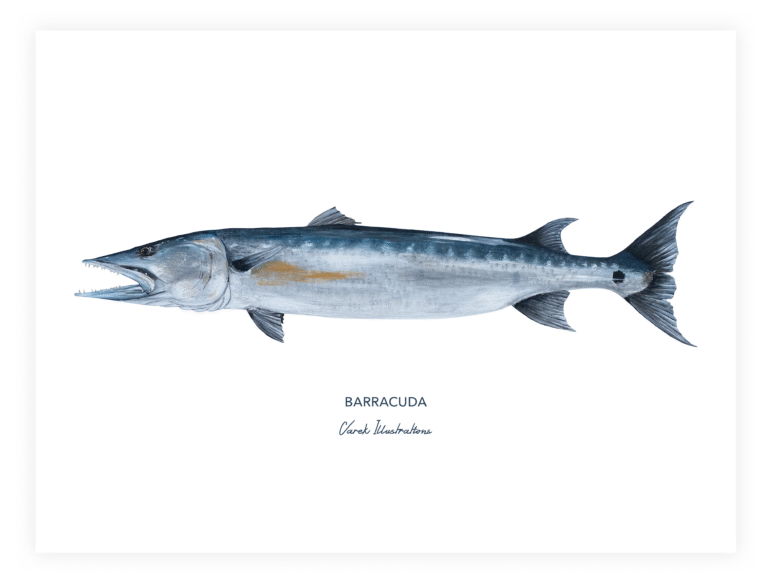 varek.illustrations - Affiche Le Barracuda