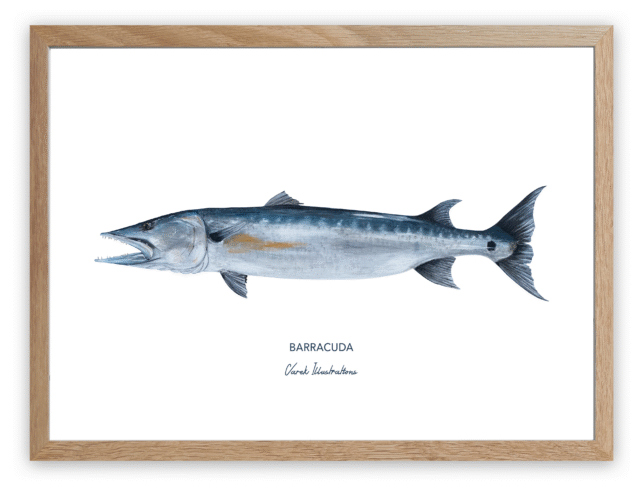 varek.illustrations - Affiche Le Barracuda