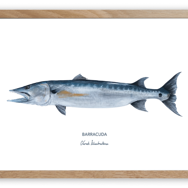 varek.illustrations - Affiche Le Barracuda