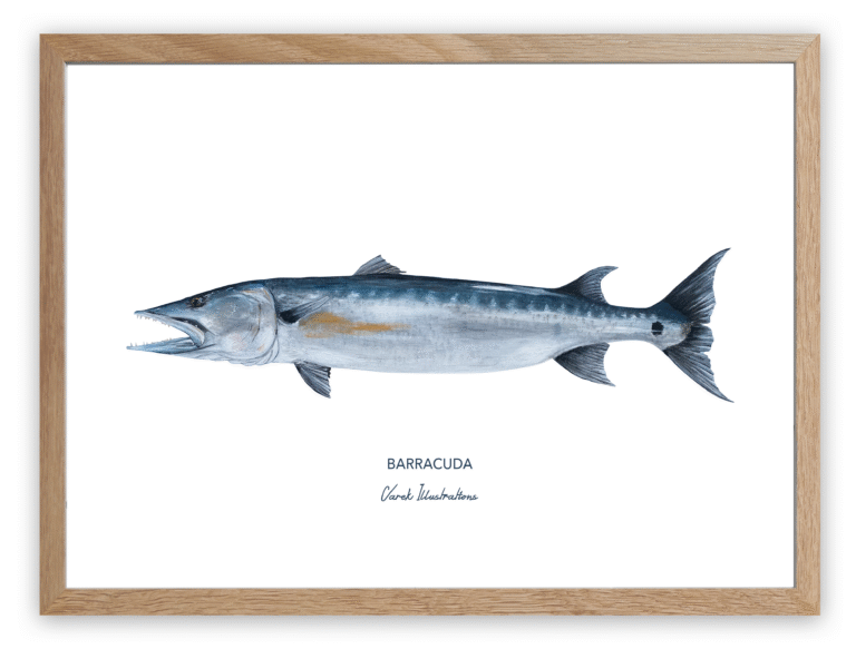 varek.illustrations - Affiche Le Barracuda