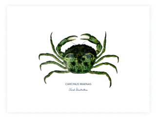 Varek Illustrations - Affiche Le Crabe Vert
