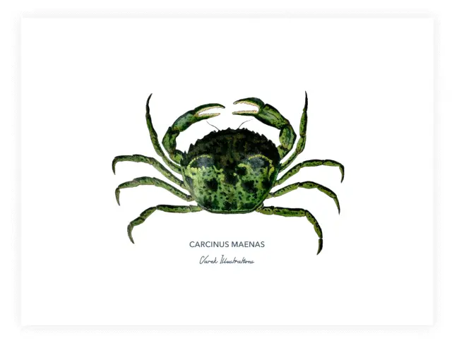 Varek Illustrations - Affiche Le Crabe Vert