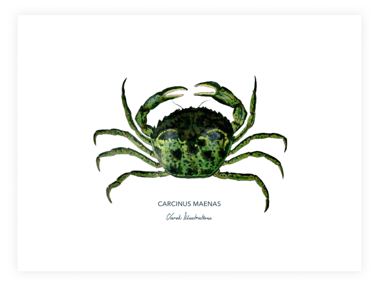 varek.illustrations - Affiche Le Crabe Vert