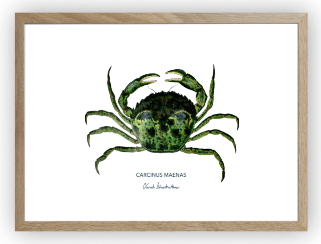 varek.illustrations - Affiche Le Crabe Vert