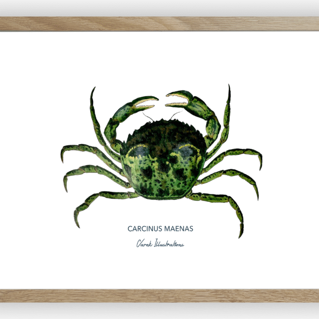 varek.illustrations - Affiche Le Crabe Vert