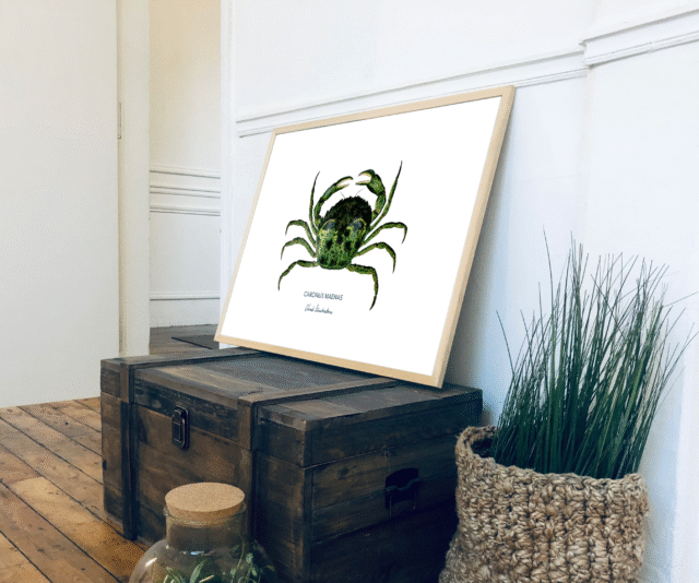 varek.illustrations - Affiche Le Crabe Vert