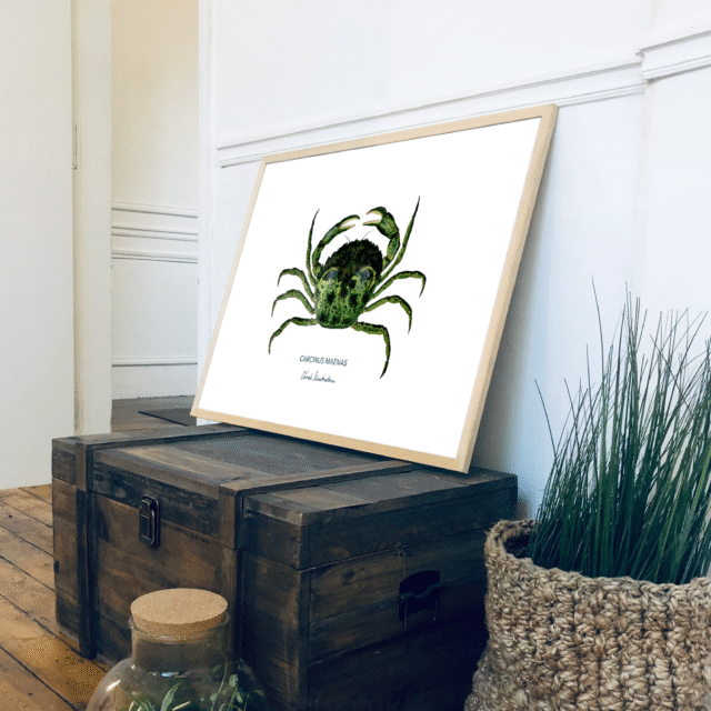varek.illustrations - Affiche Le Crabe Vert