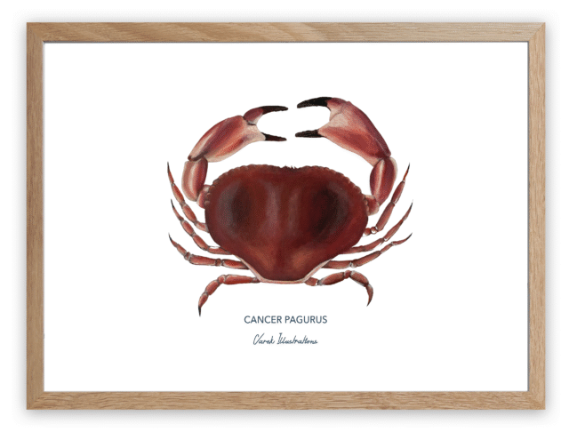 varek.illustrations - Affiche Le Tourteau