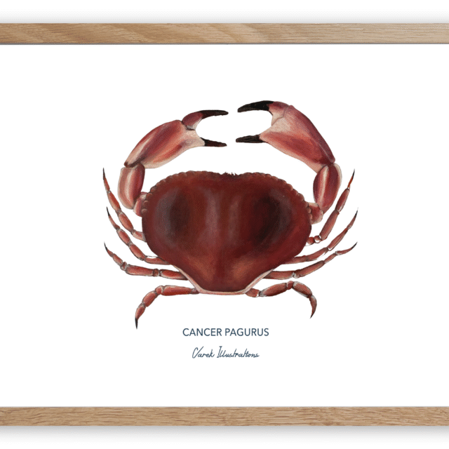 varek.illustrations - Affiche Le Tourteau