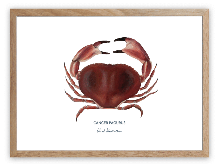 varek.illustrations - Affiche Le Tourteau