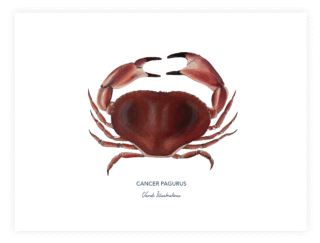 Varek Illustrations - Affiche Le Tourteau