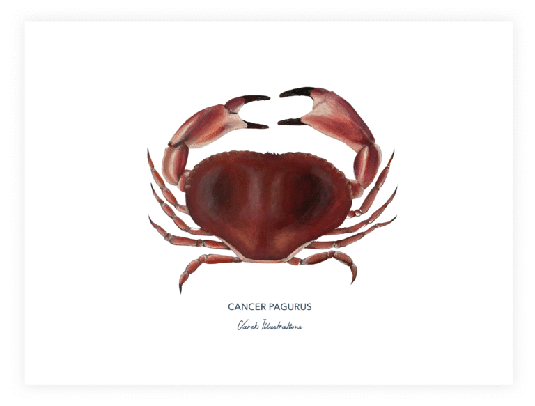 varek.illustrations - Affiche Le Tourteau