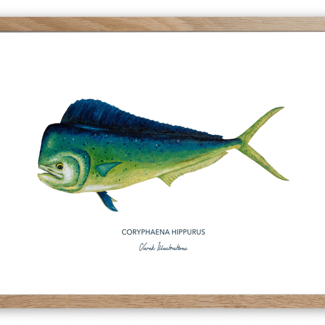 varek.illustrations - Affiche Le Mahi Mahi