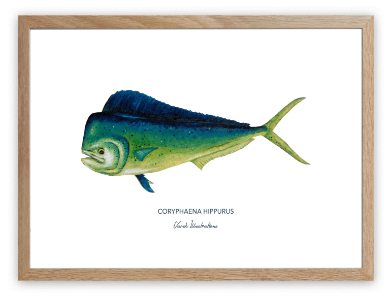 varek.illustrations - Affiche Le Mahi Mahi