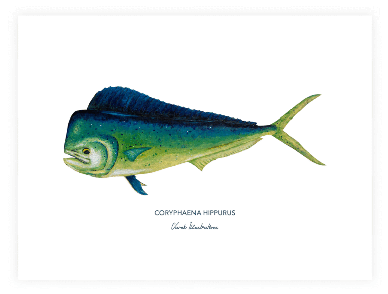 varek.illustrations - Affiche Le Mahi Mahi