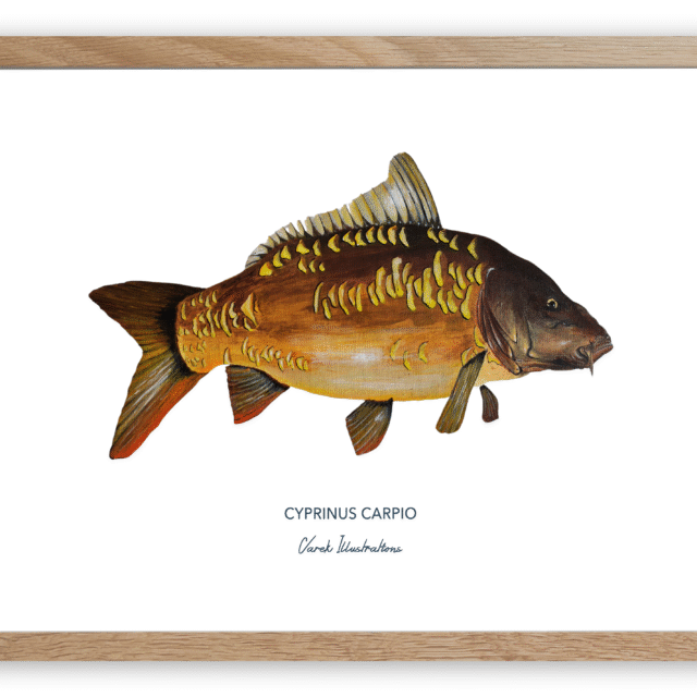 varek.illustrations - Affiche La Carpe