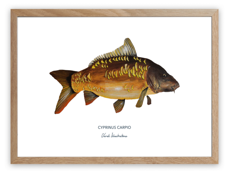 varek.illustrations - Affiche La Carpe