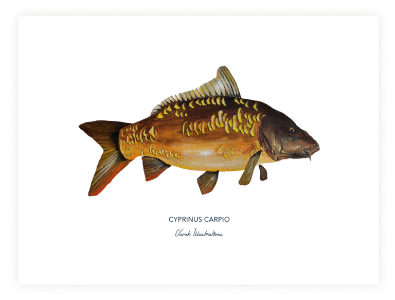 varek.illustrations - Affiche La Carpe