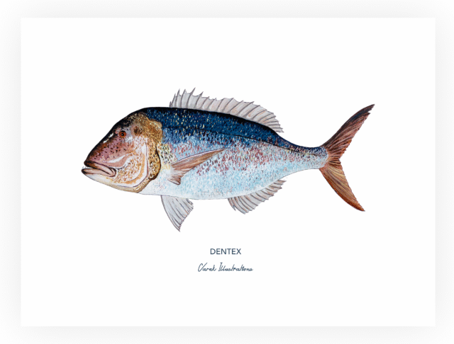 varek.illustrations - Affiche Le Denti