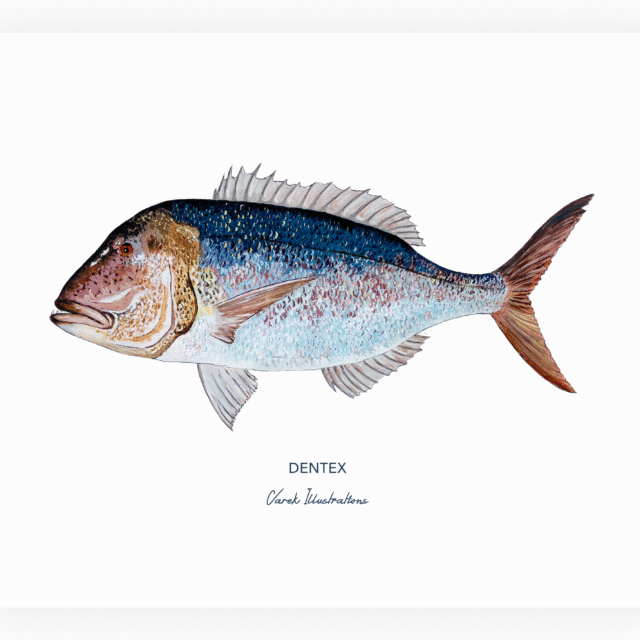 varek.illustrations - Affiche Le Denti