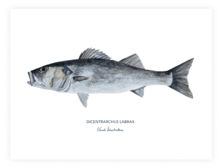 Varek Illustrations - Affiche Le Bar
