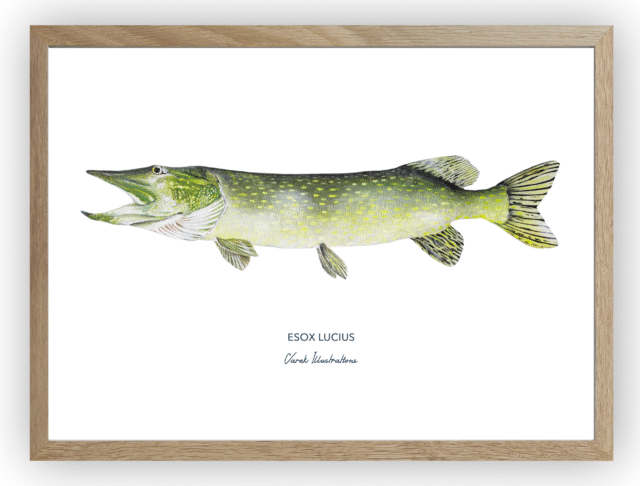 varek.illustrations - Affiche Le Brochet