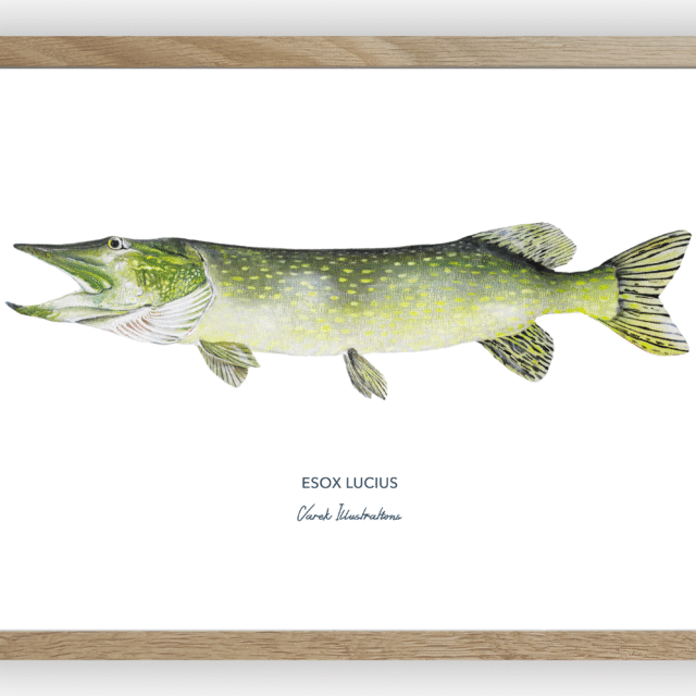 varek.illustrations - Affiche Le Brochet