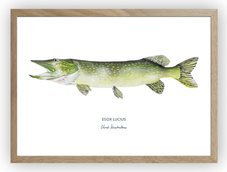 varek.illustrations - Affiche Le Brochet
