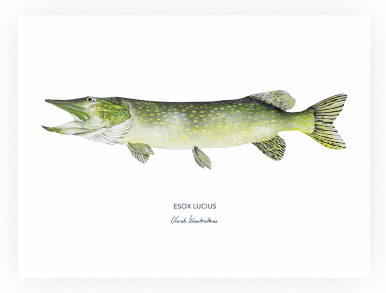 varek.illustrations - Affiche Le Brochet