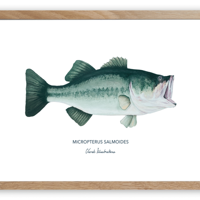 varek.illustrations - Affiche Le Black Bass