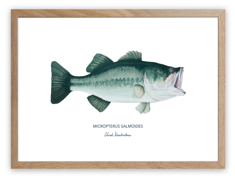 varek.illustrations - Affiche Le Black Bass
