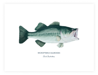 Varek Illustrations - Affiche Le Black Bass