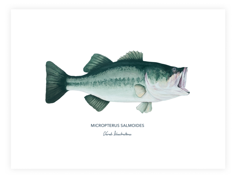 varek.illustrations - Affiche Le Black Bass